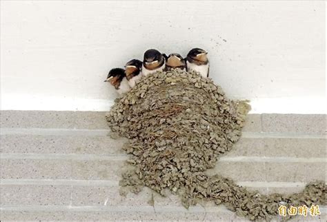 天鐵 五行 家裡有燕子築巢